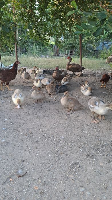 Vând cream legbar și rațe leșești