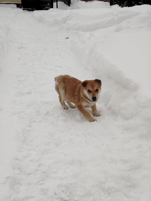 Отдам щенят в добрые руки