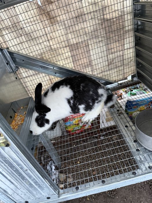 Продавам мъжки заек пеперуда