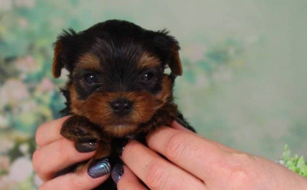 Йоркширский терьер