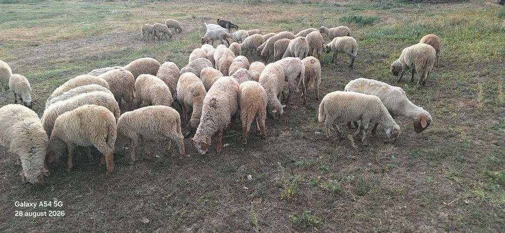 Miei  tigaie ruginie de crescut sau sacrificat