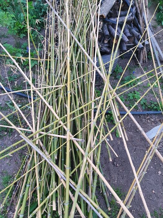 Бамбук за жива ограда и колове от бамбук