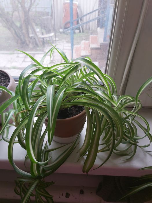 Продам Комнатные цветы