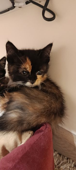Котята трёхцветные