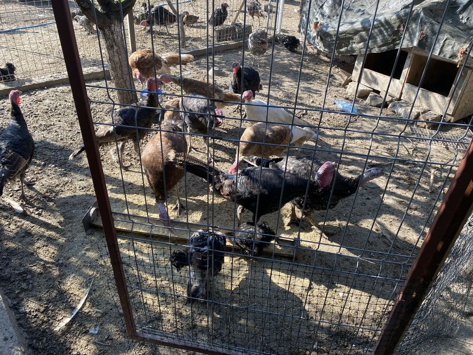 Curci de casă crescute natural