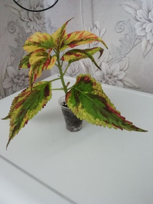 Комнатные растения