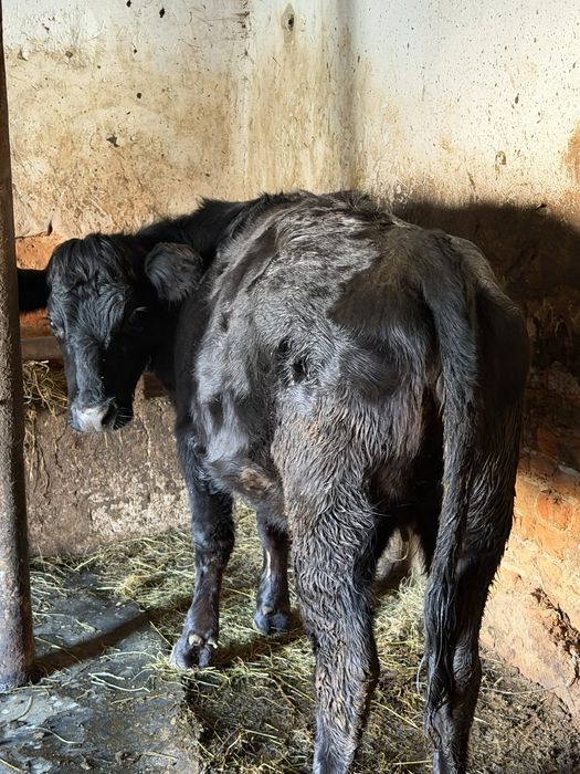 Vitea angus pentru mai multe detalii la nr de telefon