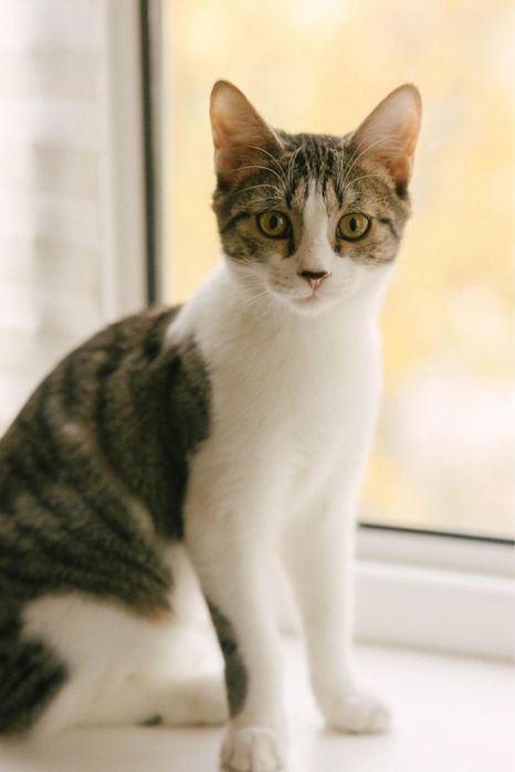 Котик 8 месяцев ищет дом