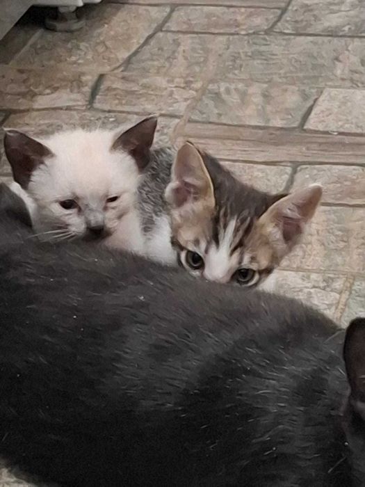 Отдам котят в хорошие руки