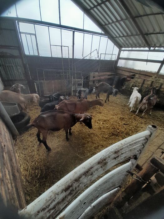 2  Capre de lapte și 7  iede