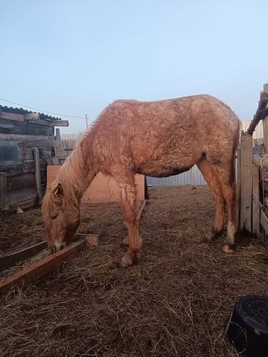 Продам баитал 1.10 мес