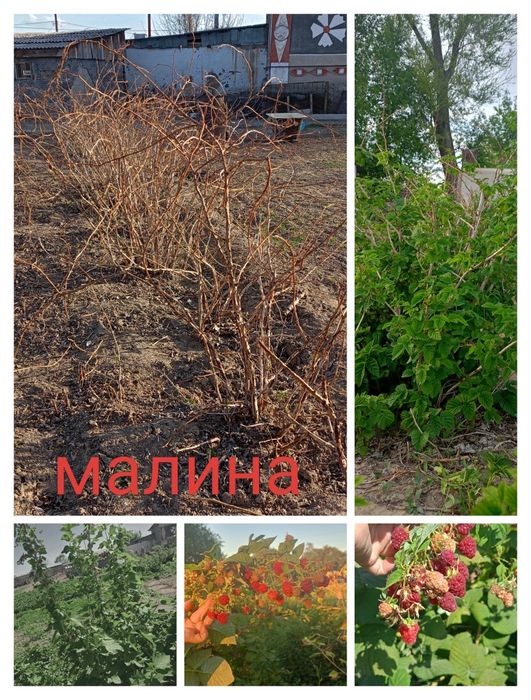 Саженцы   малины