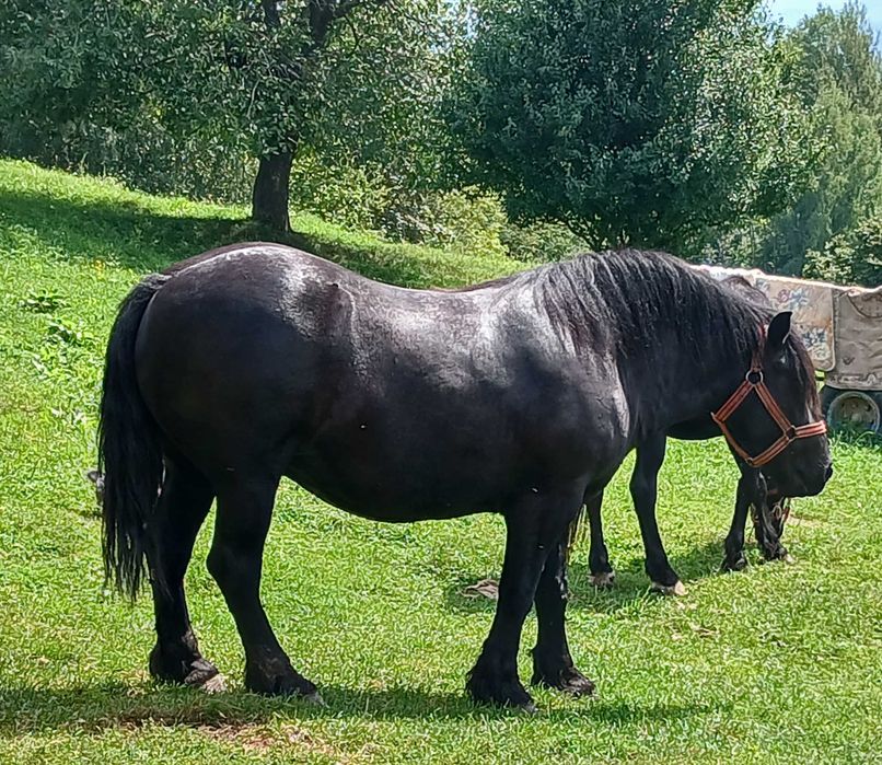 Iapă de vânzare.
