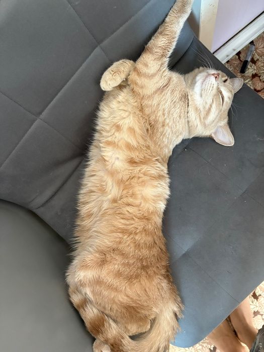Отдам даром доброго кота