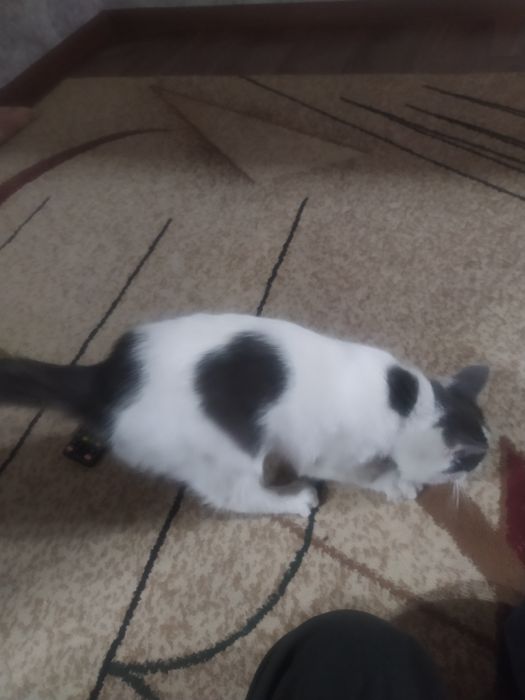 Отдам даром бесплатно