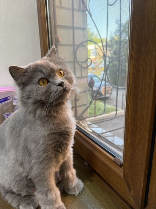 Отдадим котика в хорошие руки