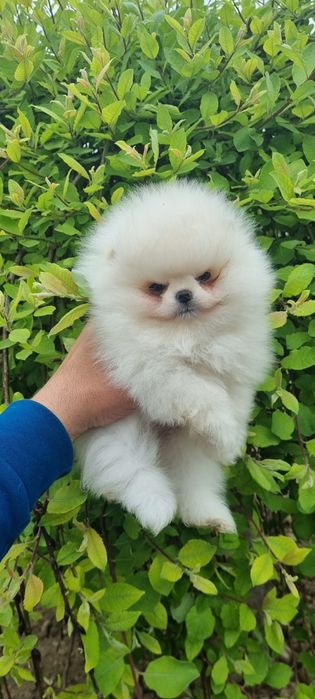 Померан померанче