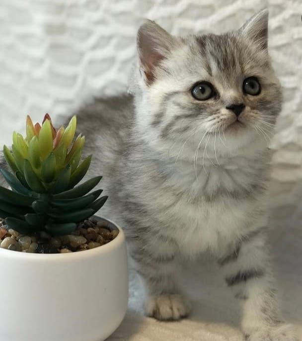 Котята Чистокровные