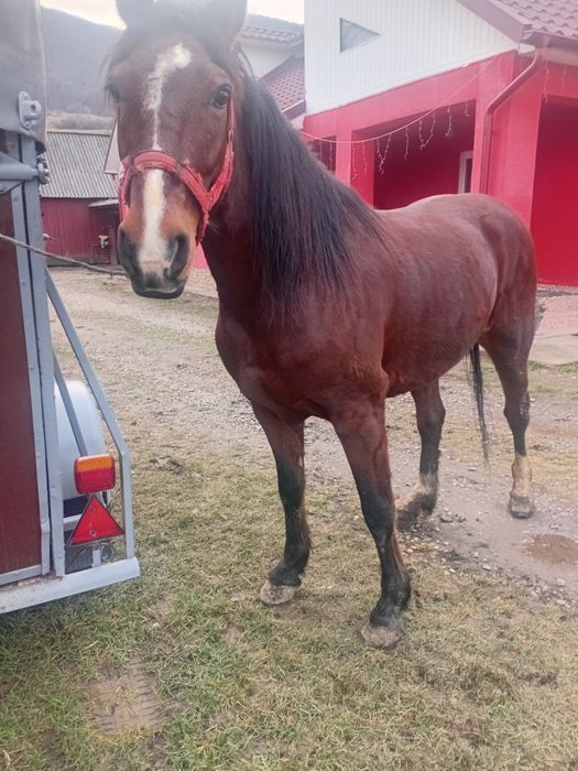 Vând iapă în vârsta de 6 ani