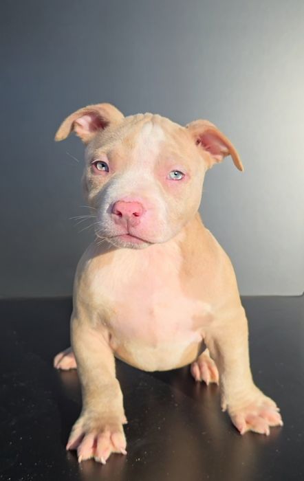 American Bully standard