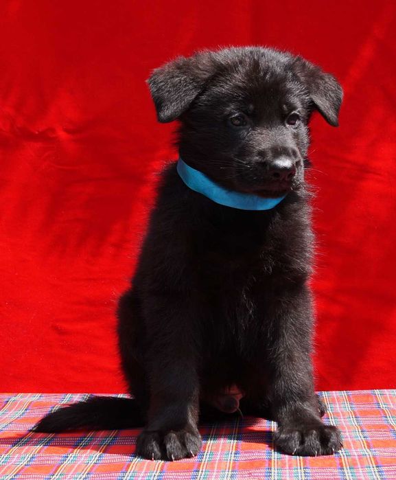 Щенки Немецкой Овчарки с документами . Кобели и суки  чепрак и чёрные.