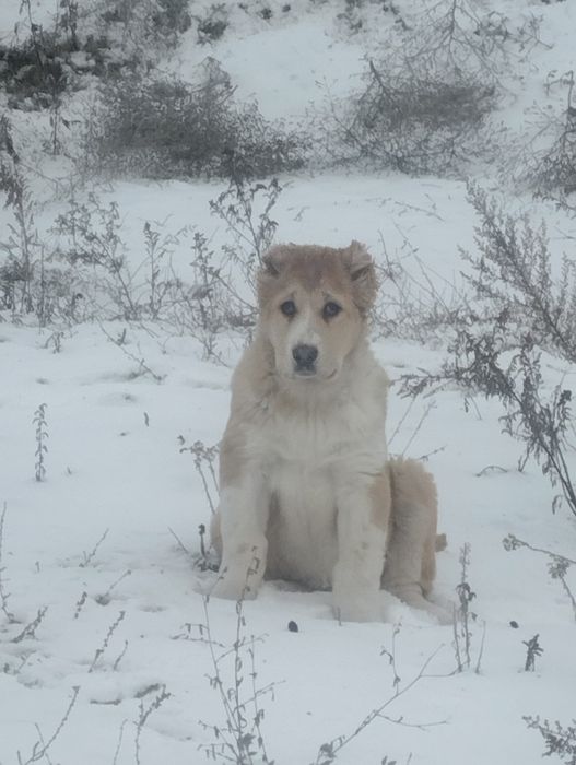 Щенки алабая САО
