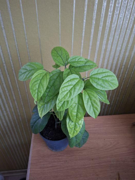 Продам комнатные цветы