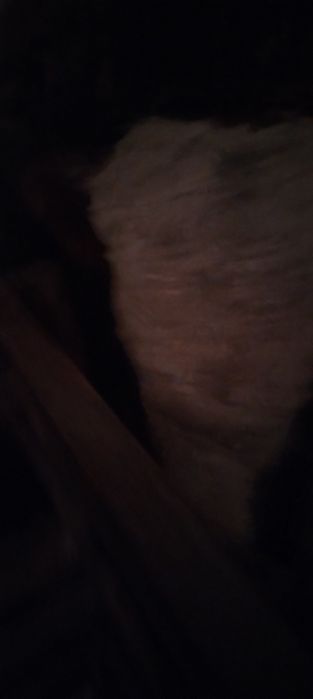 Ірі қара мал бұқа