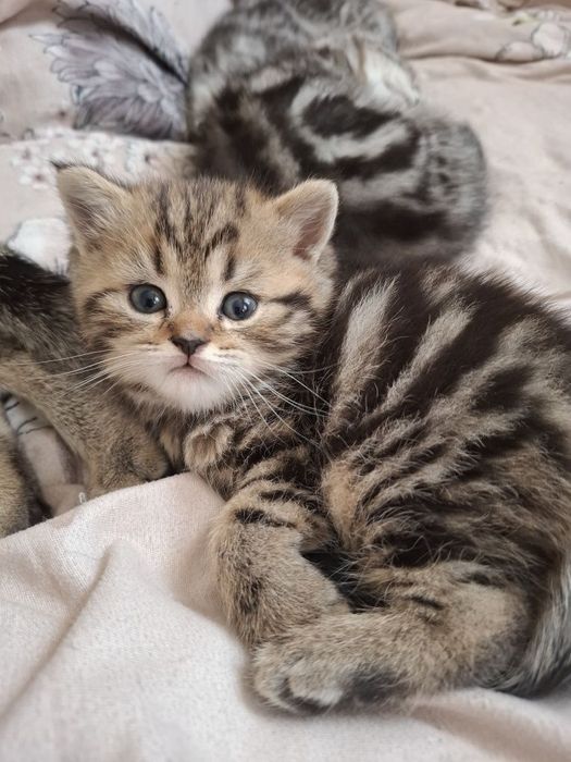 Шотландские котята