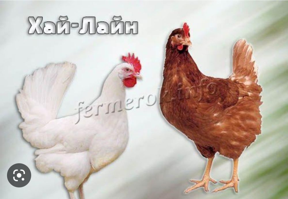 Хаммаси 100 % товук чикади. Хай-лайн ва Сенди Жужалари.