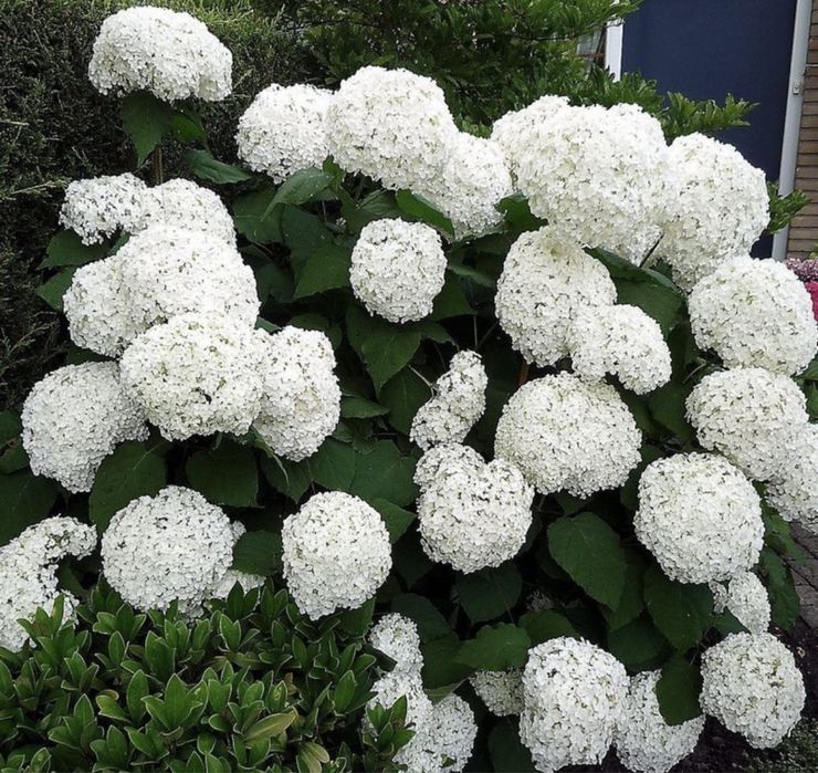 Девичий виноград,текома,кампсис,гортензия,вейгела,вечнозел.плющ,лиана