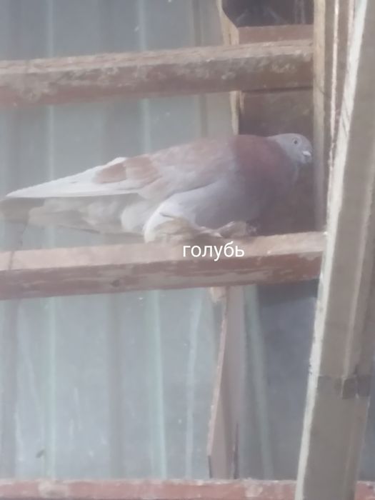 Голуби прошлогодние