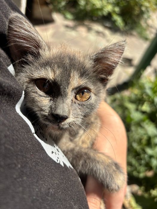 Отдам котенка в добрые руки < 3