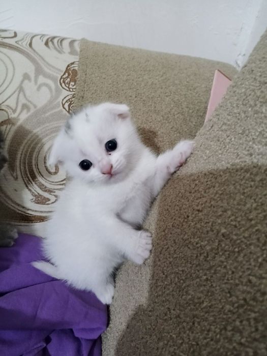 Срочно продам котята породы Scottish fold и Scottish street ..