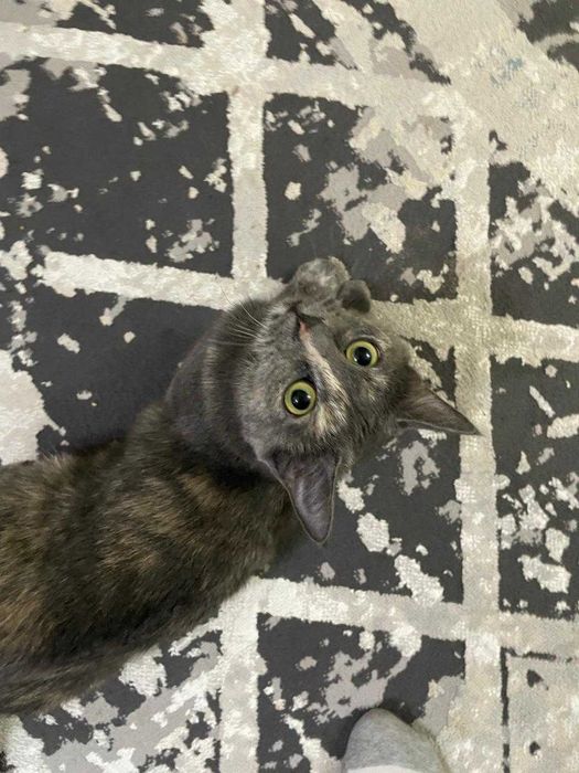 отдам кошечку в добрые руки