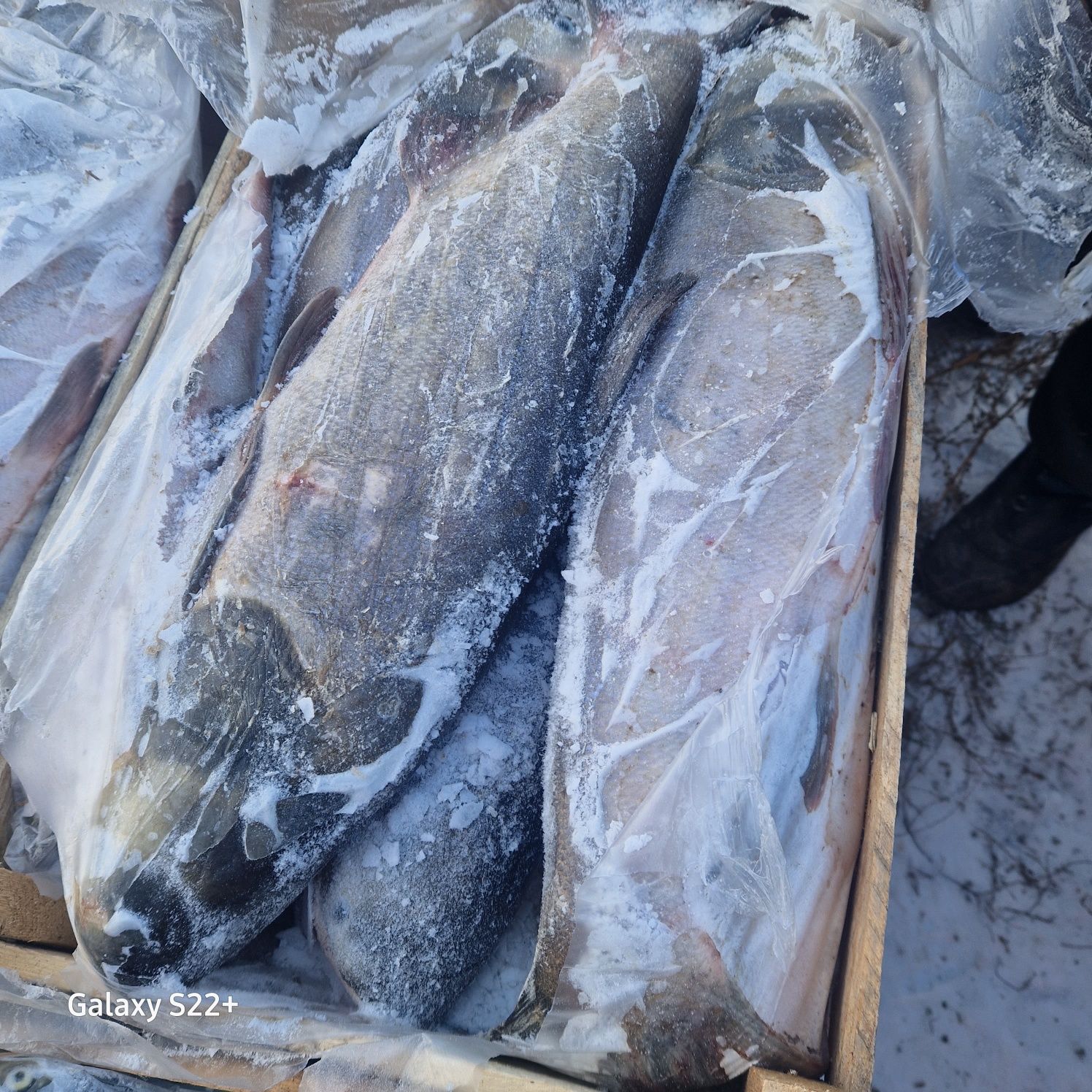 Свежая рыба поставки из России: 1 300 тг. - Продукты питания / напитки ...