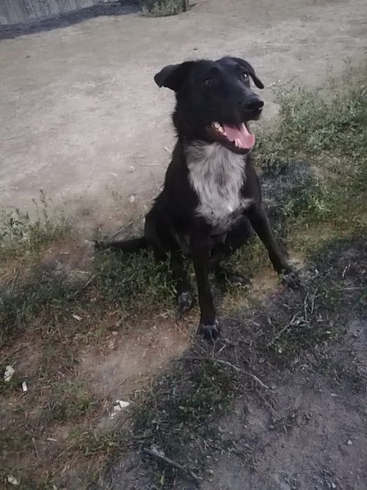 Ищем дом для собаки, любящих людей