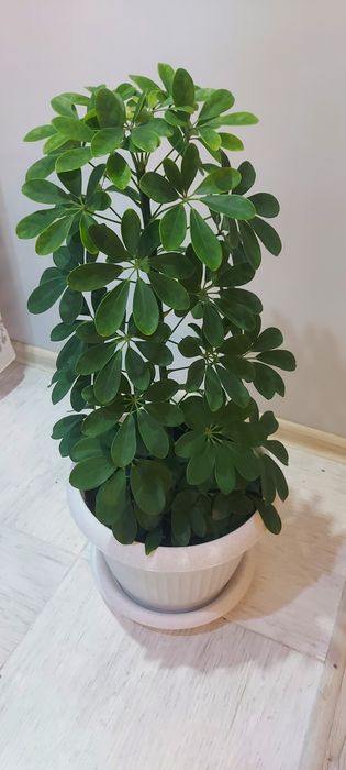 Продам комнатные цветы