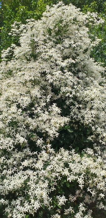 Клематис Белое Облако