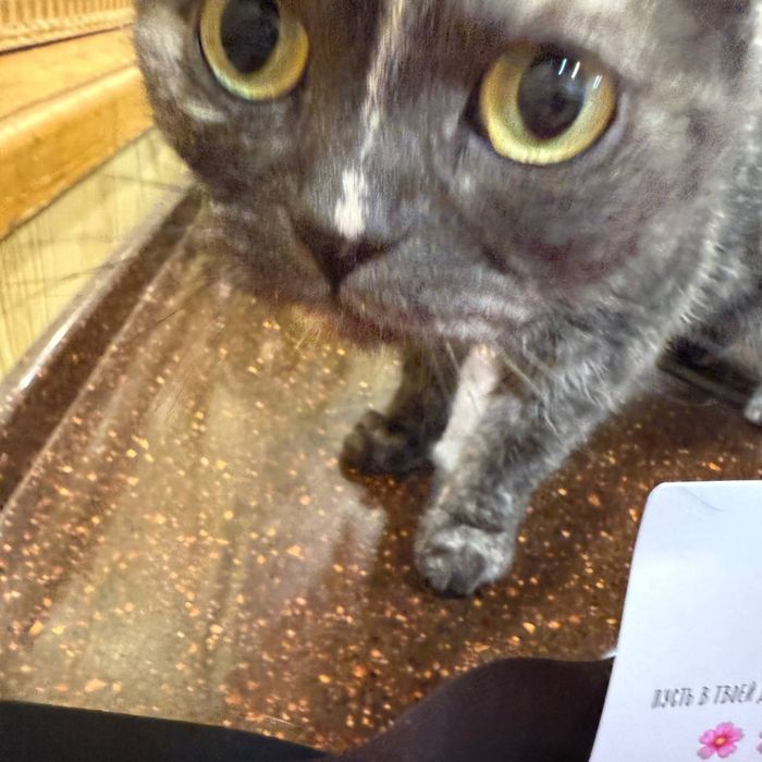 ПРОПАЛА КОШКА по кличке Буся