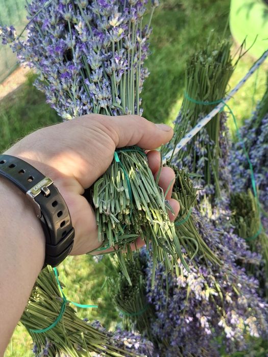 Lavanda proaspăt recoltata