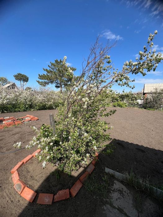 Продам дачу 17 маршрут или сдам в аркнду