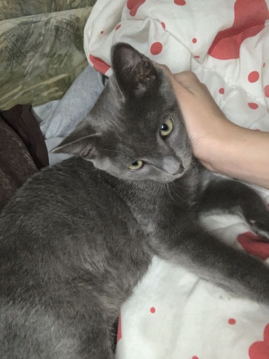Кот русско голубой породы