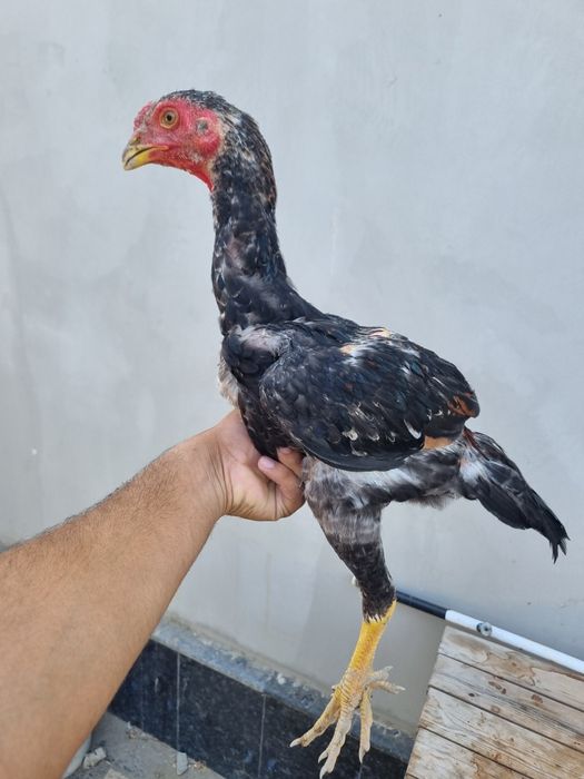 Dakan xoʻrozcha sotiladi