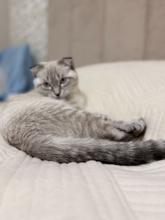 Продается  вислоухий ласковый котенок