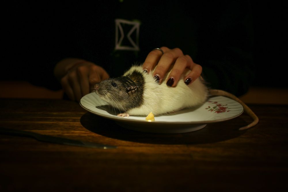 Фотограф на събития и лични фотосесии