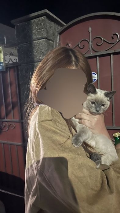 Котенок сиямский, девочка ищет хозяина