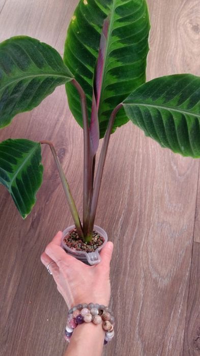 Калатея Варшевича