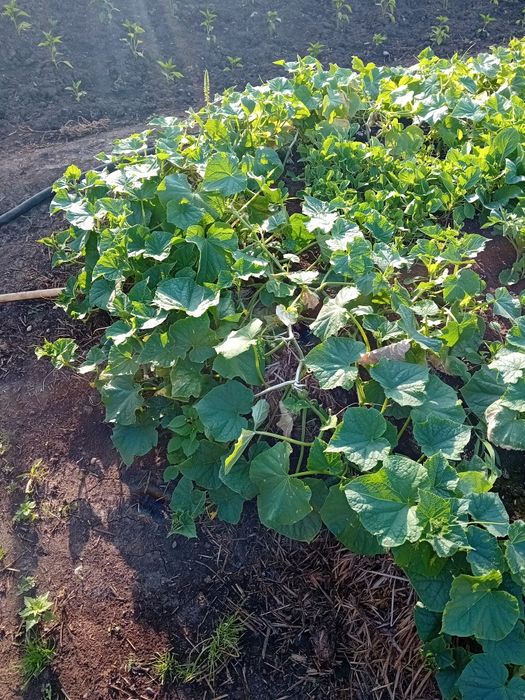 Vand castraveti bio