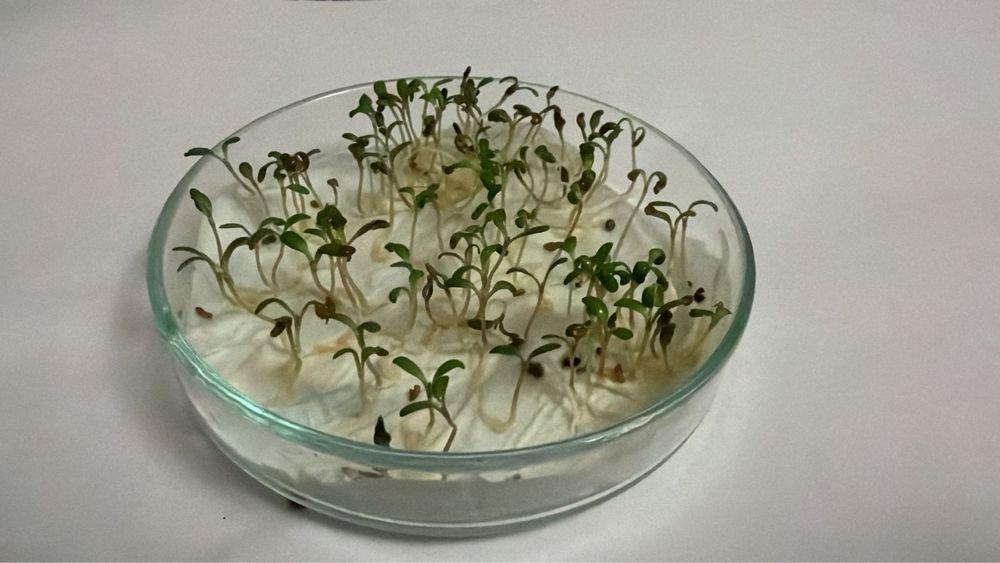 Жоңышка ұрық,семена люцерна